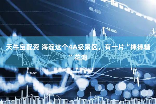 天牛宝配资 海淀这个4A级景区，有一片“棒棒糖”花海